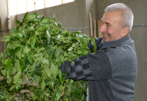Trabzonlu İşadamı Mehmet Yılmaz tarafından 2006 yılında Bayburt OSB’de kurulan Yılmaz Gıda Çay ve Un Fabrikası çay imalatına başladı…